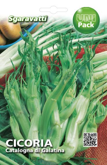 Cicoria Puntarelle di Galatina AGRIAPPIA, foglie verdi e croccanti con gambi sottili e spinosi, pronta per insalate.