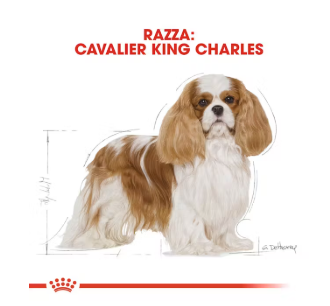 Cibo per cani Cavalier King Charles Adult Royal Canin di AGRIAPPIA, confezione con crocchette per cani di taglia media
