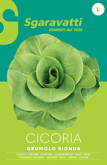 Cicoria a Grumolo Bionda AGRIAPPIA fresca, foglie verdi e croccanti, pronta per insalate o piatti salutari