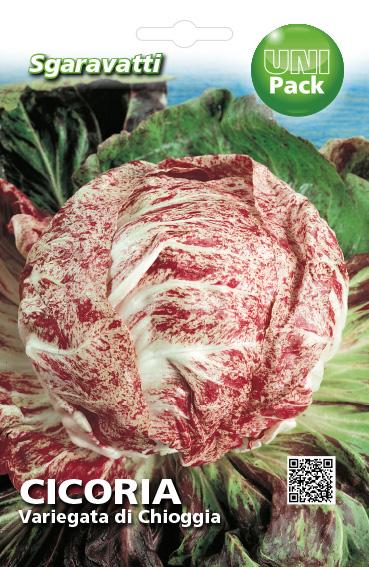 Foglia di cicoria variegata di Chioggia AGRIAPPIA, con nervature verdi e foglie bianche, su sfondo naturale.