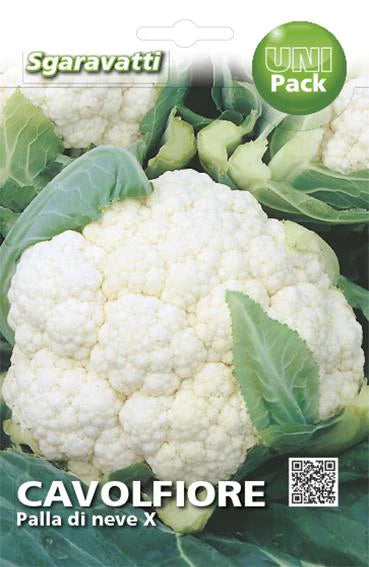 Cavolfiore Palla di Neve AGRIAPPIA, testa di cavolfiore bianco compatta e fresca, pronta per la preparazione.