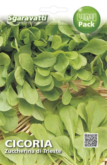 Foglia di cicoria zuccherina di Trieste coltivata da AGRIAPPIA, mostra le foglie verdi e croccanti della cicoria fresca.