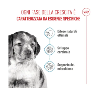 Cucciolo di media taglia Royal Canin di AGRIAPPIA, crocchette per la crescita del cane, in confezione con sacco di cibo.