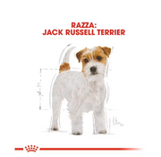 Jack Russell Adult Royal Canin