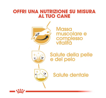 Crocchette per cani adult Jack Russell Royal Canin, confezione AGRIAPPIA, con dettaglio del sacco di cibo per cani.