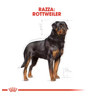 Rottweiler Adult Royal Canin
