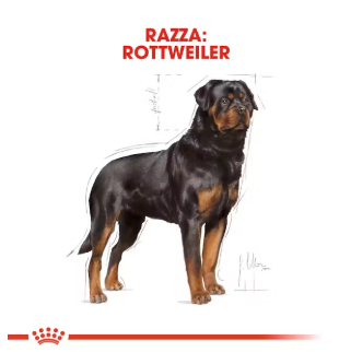 Rottweiler Adult Royal Canin