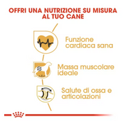 Rottweiler Adult Royal Canin