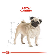 Pug Adult Royal Canin