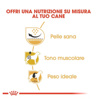 Pug Adult Royal Canin