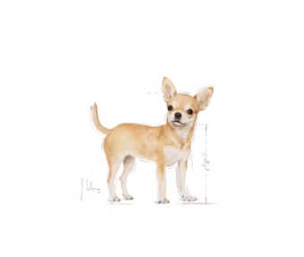 Cibo per cani Chihuahua Adult Royal Canin, confezione con sacchetto di cibo secco per cani di taglia piccola AGRIAPPIA