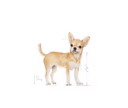 Chihuahua Adult Royal Canin