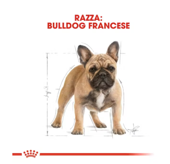 Cibo per cani Bulldog Adult Royal Canin AGRIAPPIA in sacco, imballaggio con immagine di un Bulldog adulto.