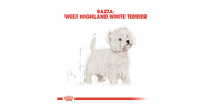 West Highland White Terrier adulti e maturi Royal Canin