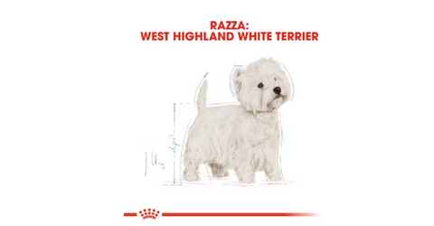 West Highland White Terrier adulti e maturi Royal Canin