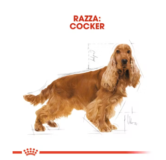 Cocker Adulto Royal Canin