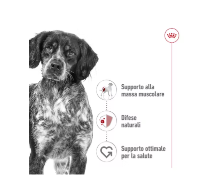 Cibo per cani Medium Adult Royal Canin di marca AGRIAPPIA, confezione con sacco di alimenti per cani di taglia media.