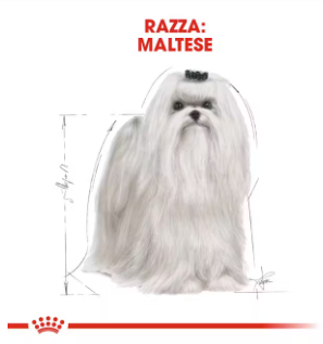 Crocchette per cani adult Maltese Royal Canin, imballo AGRIAPPIA, con ingredienti specifici per la dieta dei cani di taglia piccola.