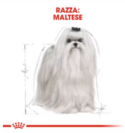 Maltese Adult Royal Canin