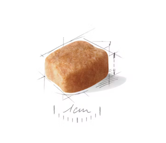 Bassotto adulti e maturi