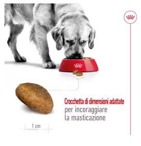 Cibo per cani Maxi Adult Royal Canin di AGRIAPPIA, confezione con bustine di alimento per cani di taglia grande