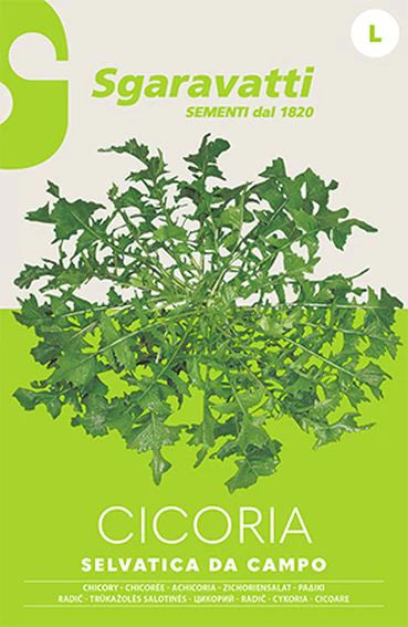Cicoria selvatica da campo AGRIAPPIA, foglie verdi e foglioline giovani, raccolta naturale e fresca.