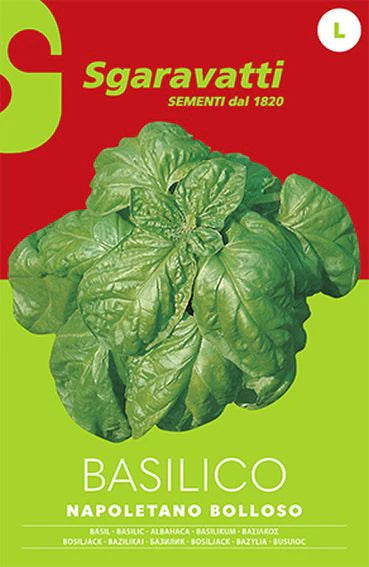 Basilico Napoletano Bolloso AgriaPPIA in vaso, foglie verdi grandi e aromatiche, ideale per cucinare e insalate