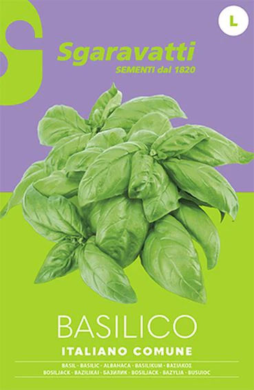 Foglie di basilico italiano comune AGRIAPPIA in vasi, fresche e verdi, pronte per essere utilizzate in cucina.