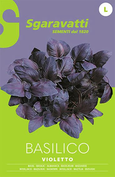 Basilico Violetto