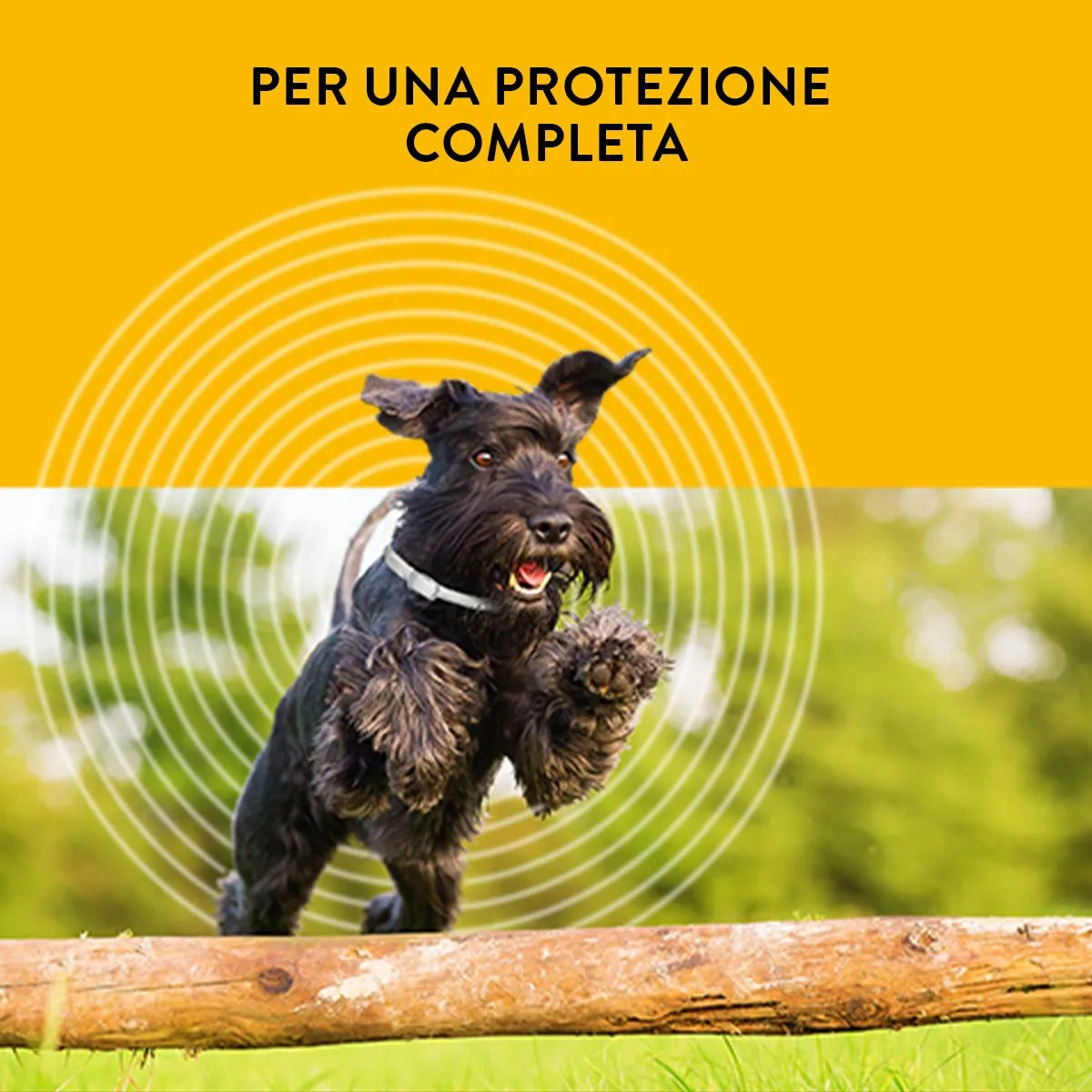 Collare antiparassitario Scalibor per cani, prodotto da AGRIAPPIA, visibile in immagine con fibbia e design resistente